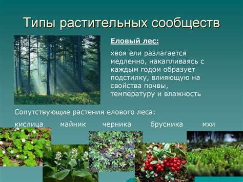 Растительные сообщества, где развиваются рядовки