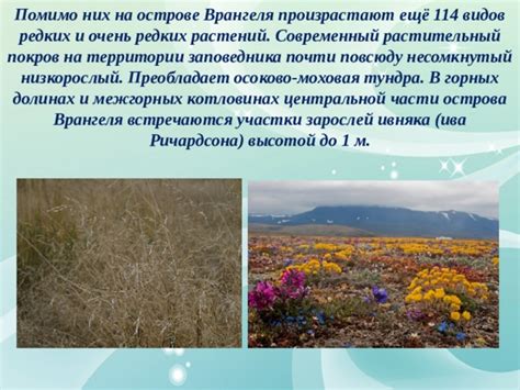 Растительный покров горных регионов России: поиск необычных мховых видов