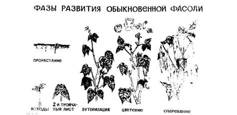 Регионы с наивысшей продуктивностью фасоли: особенности и соревнование