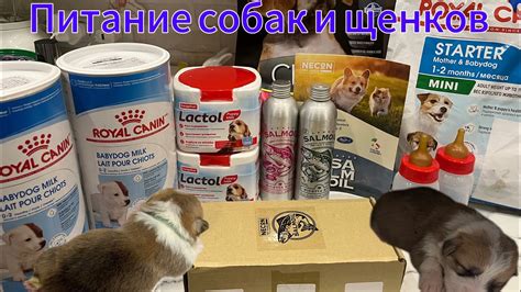 Рекомендации по пеленанию щенков после родов