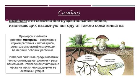 Симбиотические взаимоотношения родов грибов с растениями в природных условиях Башкирии