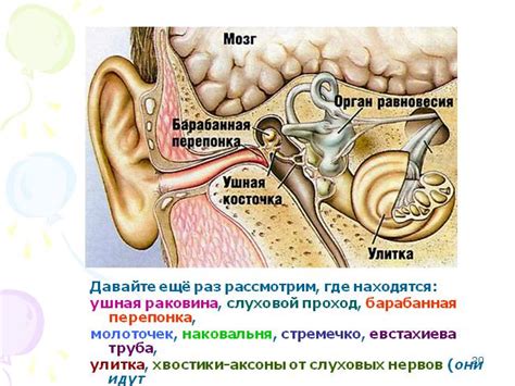 Случаи, когда блохи попадают в органы слуха человека: проверяем миф на предмет правдивости