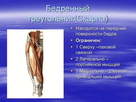 Сообщение #1: Расположение и структура паховой области
