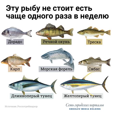 Способы очистки рыбы от вредных веществ, присутствующих в водоеме Пахра