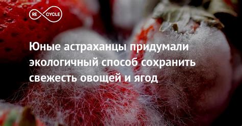 Способ сохранить свежесть