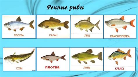 Сроки и ограничения по употреблению рыбы из водоема Пахра