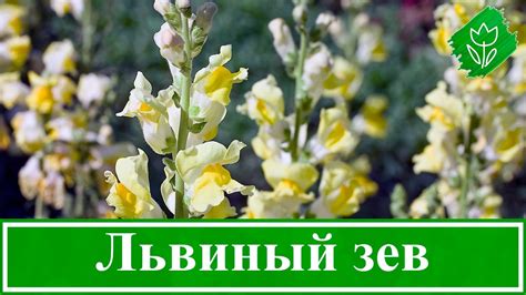 Требования к почве для львиного зева: ключевые аспекты