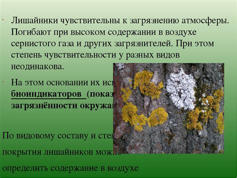 Узнайте о местных видах мхов и лишайников, которые обустраиваются на торфяных болотах