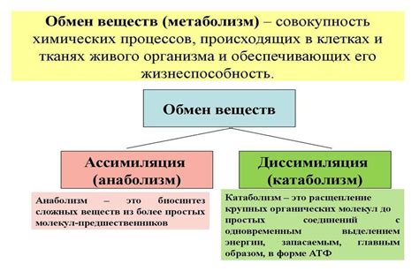 Уникальный состав и влияние компонентов свиных ушей на процессы обмена веществ