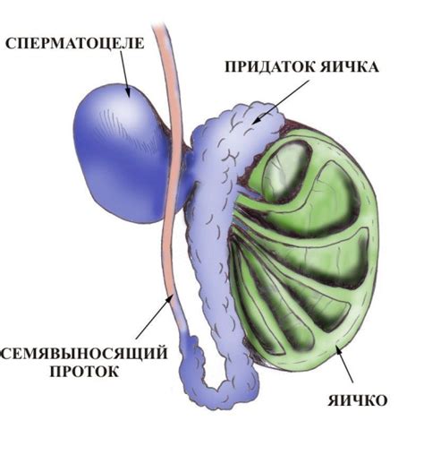 Факторы, воздействующие на цену мужского левого яичка