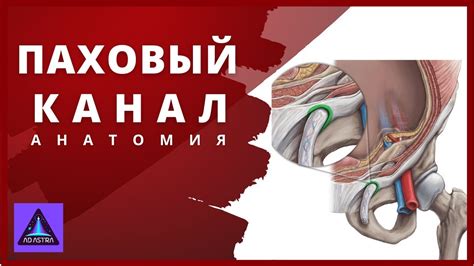 Физиологические аспекты уникальности паховой области у женщин