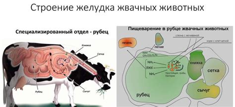 Фуражные коровы: основные характеристики и назначение