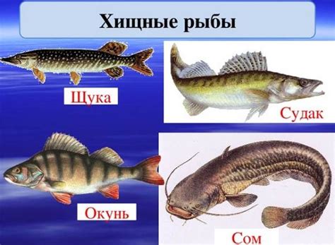 Характеристики и особенности хищных рыб, а также советы по их успешному лову