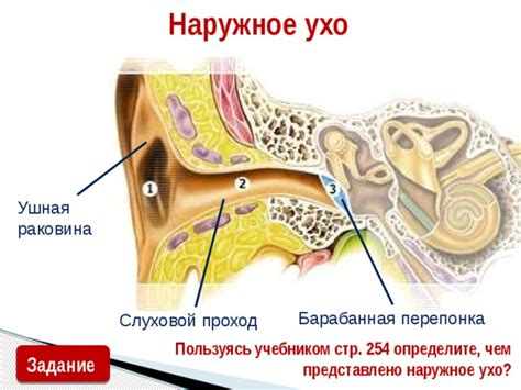 Характеристики насекомых и их способности проникать в слуховой проход человека
