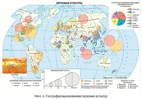 Чай в России: основные регионы выращивания