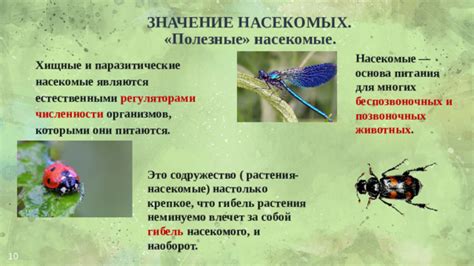 Экологическое значение уникального насекомого для биологической системы