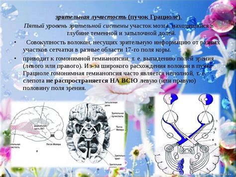  Амблиопия - типичное нарушение работы зрительной системы 