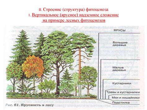  Взаимовыгодное взаимодействие на примере лесных деревьев 