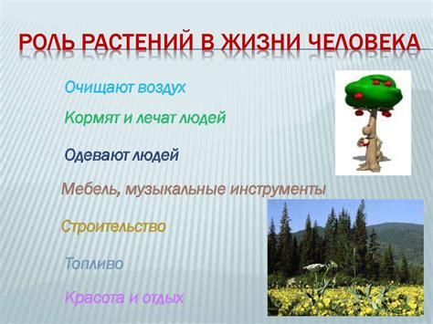  Роль растительности в поиске кислого торфа в лесу 